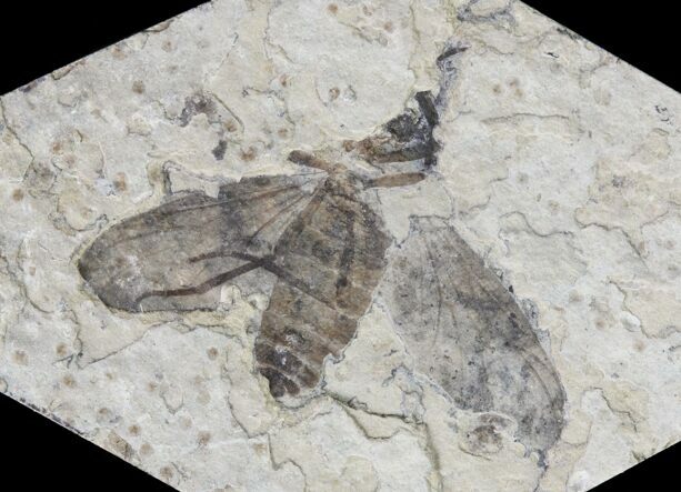 Fossil March Fly (Plecia) - Green River Formation #65127